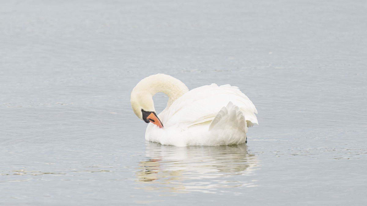 Höckerschwan - ML490859731