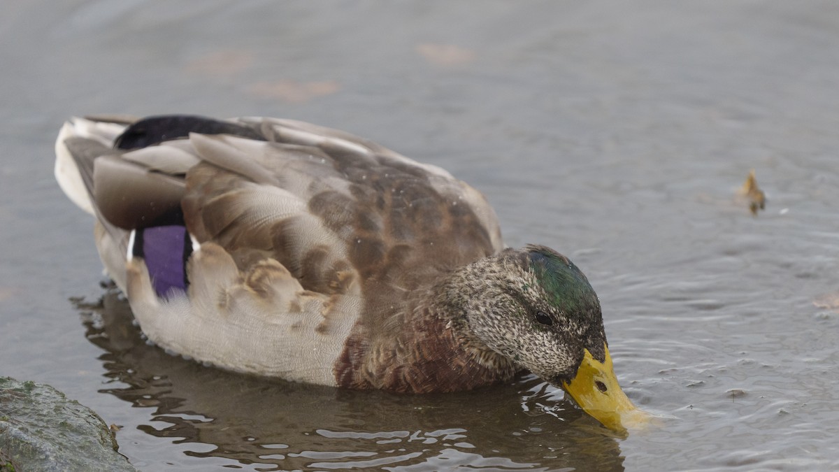 Stockente - ML490859771