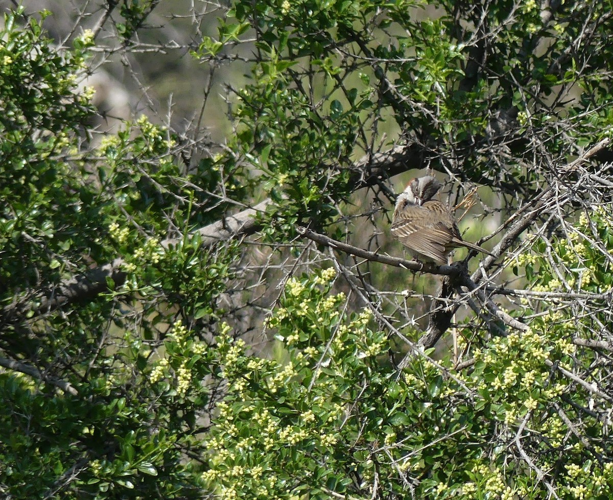 Rufous-collared Sparrow - ML490859891