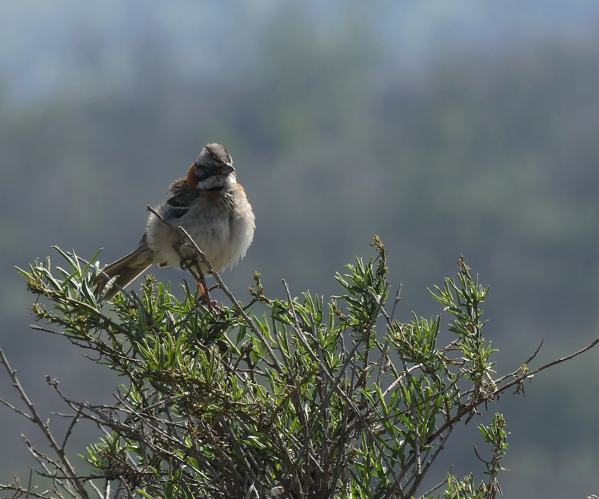 Rufous-collared Sparrow - ML490859921