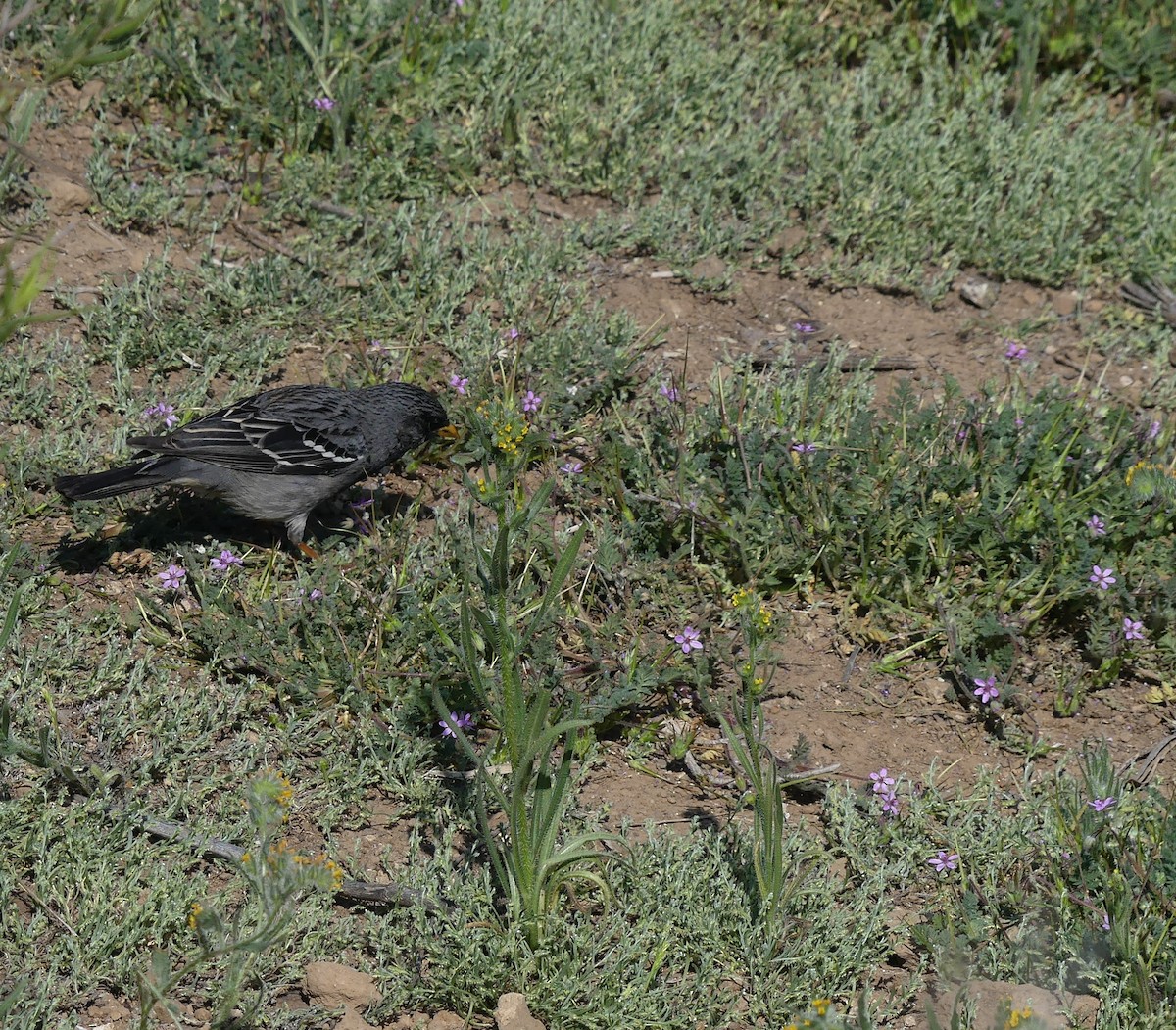 Mourning Sierra Finch - ML490860231