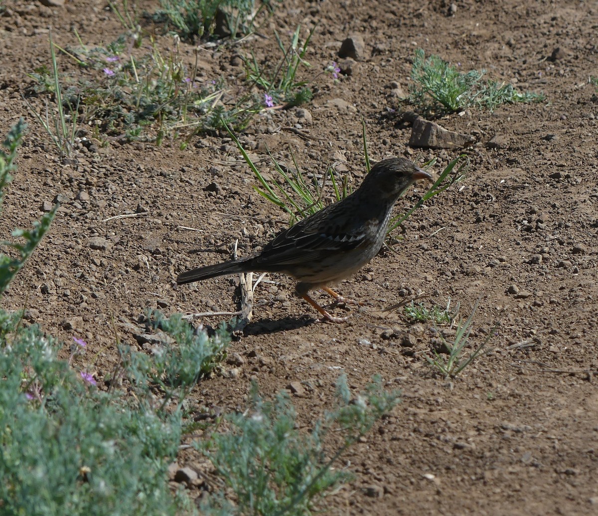 Mourning Sierra Finch - ML490860241