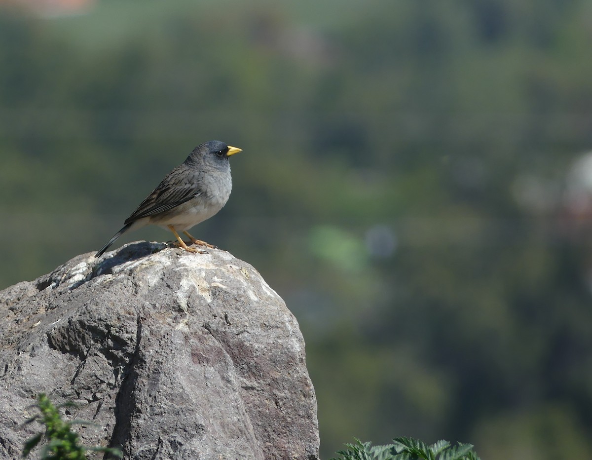 Band-tailed Sierra Finch - ML490860261
