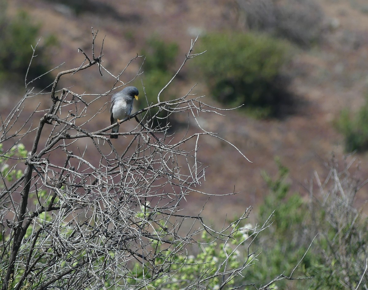 Band-tailed Sierra Finch - joaquin vial