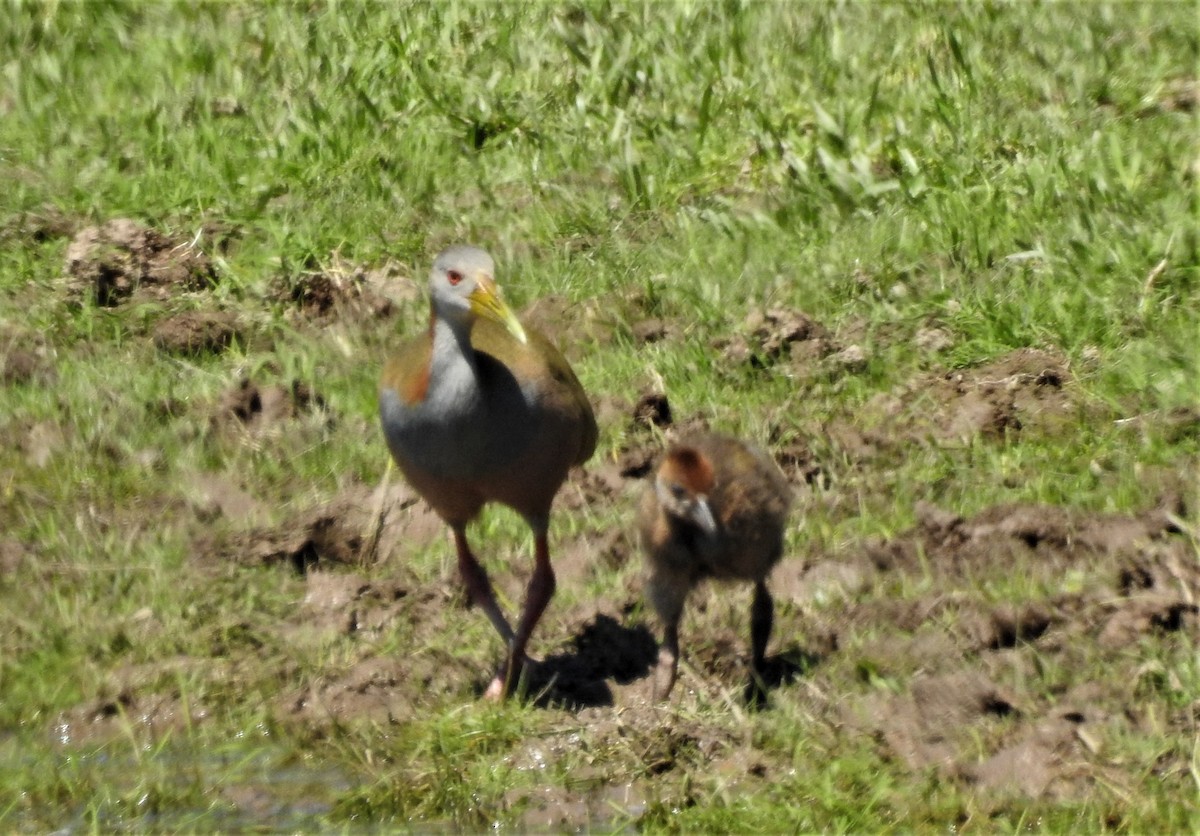 Giant Wood-Rail - ML490860891