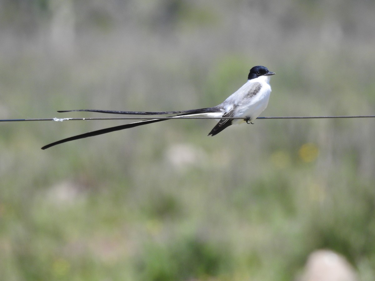 Fork-tailed Flycatcher - ML490861041