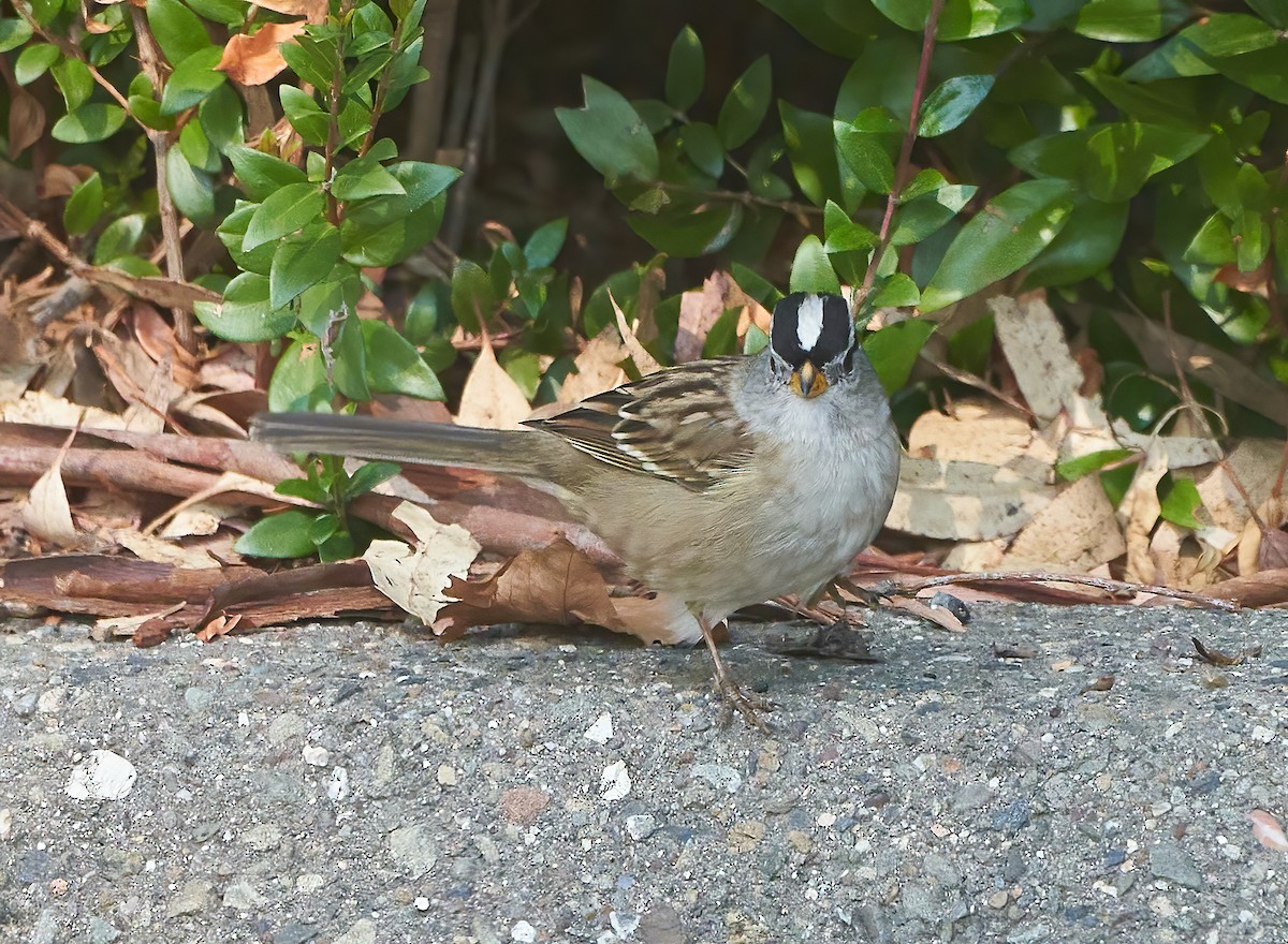 White-crowned Sparrow - ML490861111