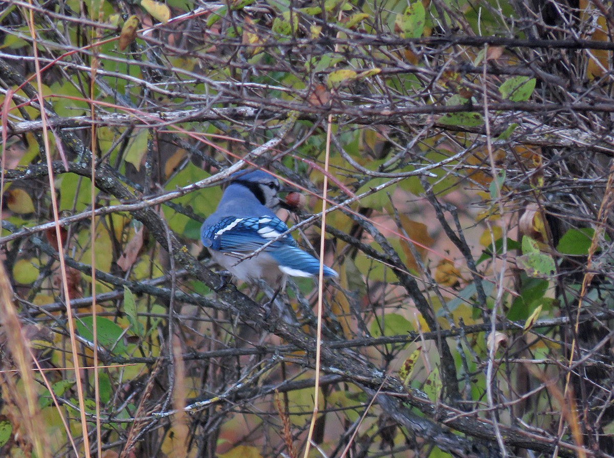 Blue Jay - ML490861541