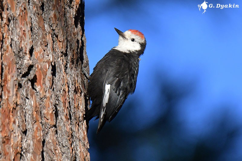 White-headed Woodpecker - Gennadiy Dyakin