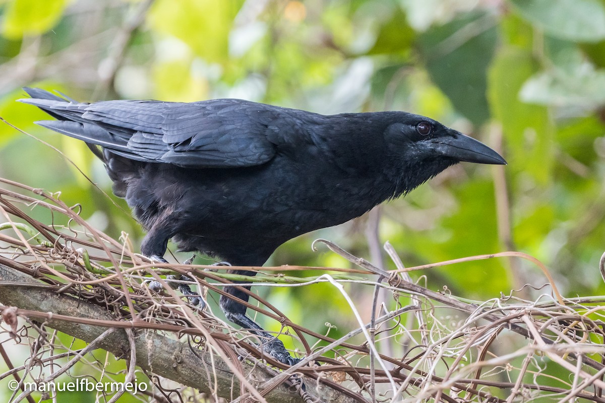 Cuban Crow - ML490862461