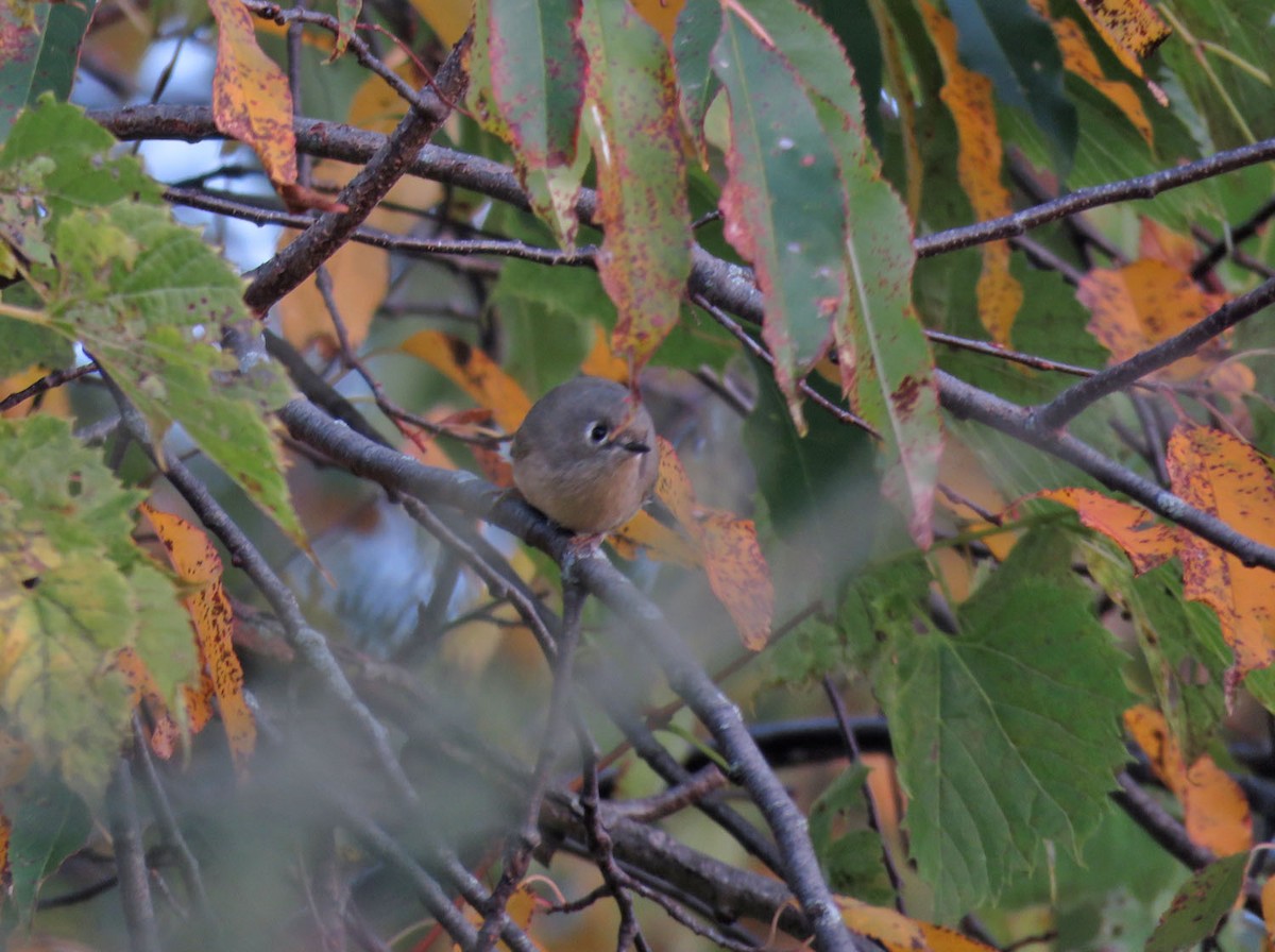 Ruby-crowned Kinglet - ML490862691