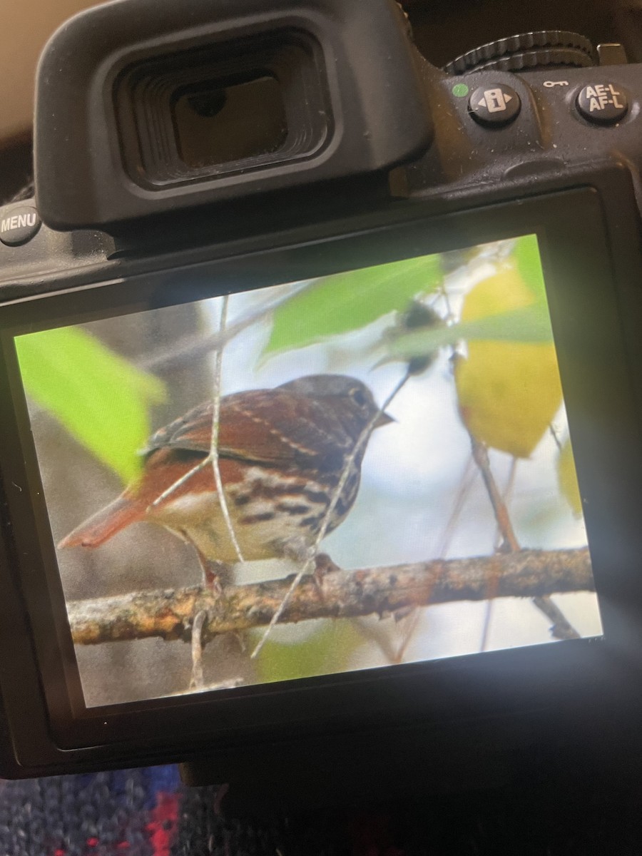 Fox Sparrow (Red) - Nicolas Main