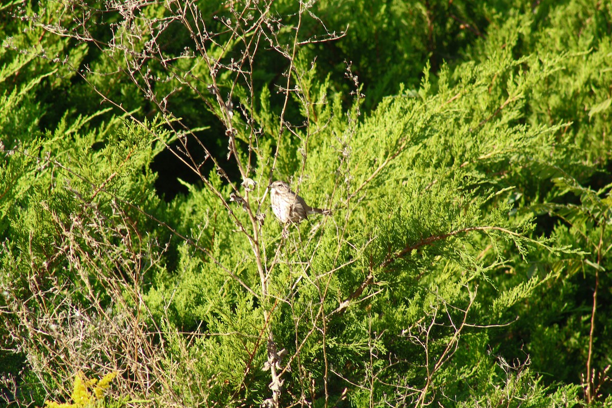 Song Sparrow - ML490865921