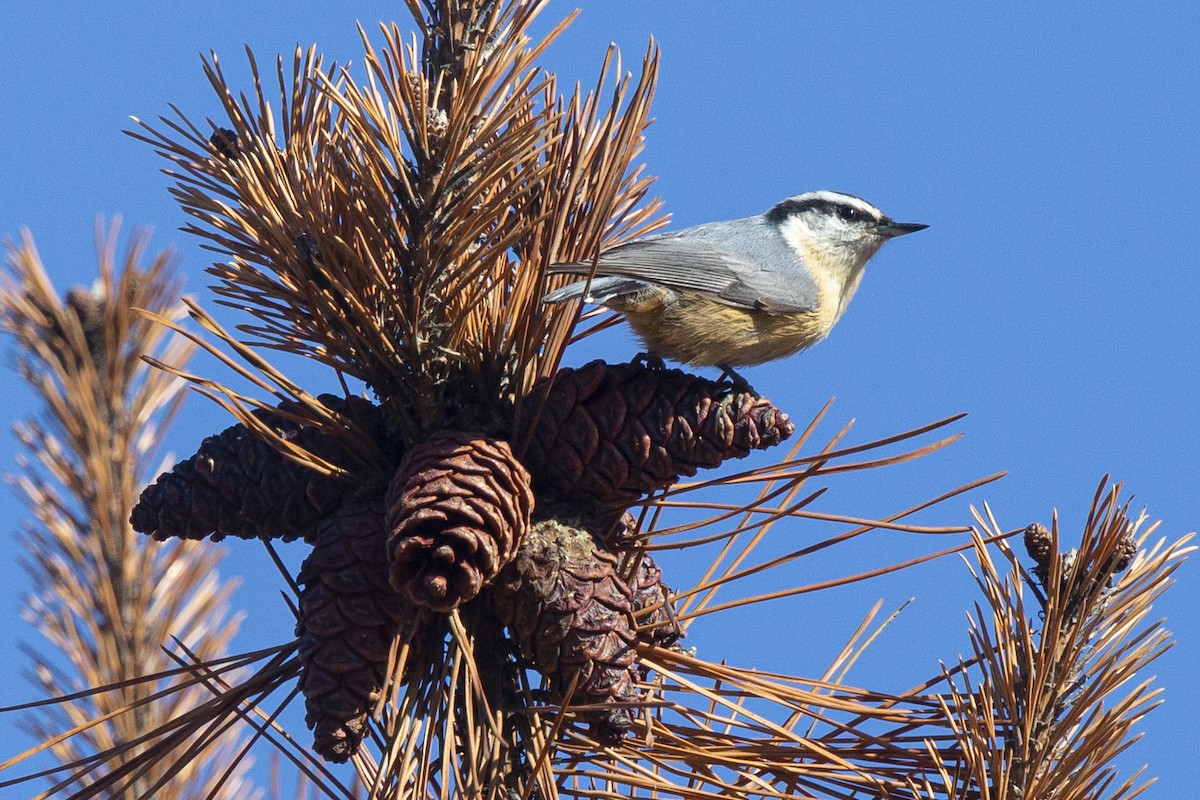 Red-breasted Nuthatch - ML490866311