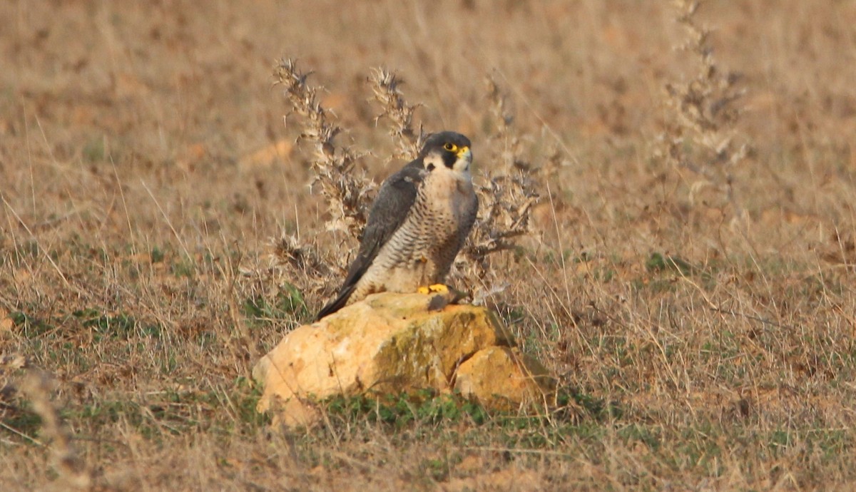 Peregrine Falcon - ML490868231