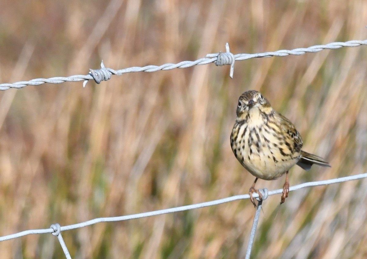 Meadow Pipit - ML490869141