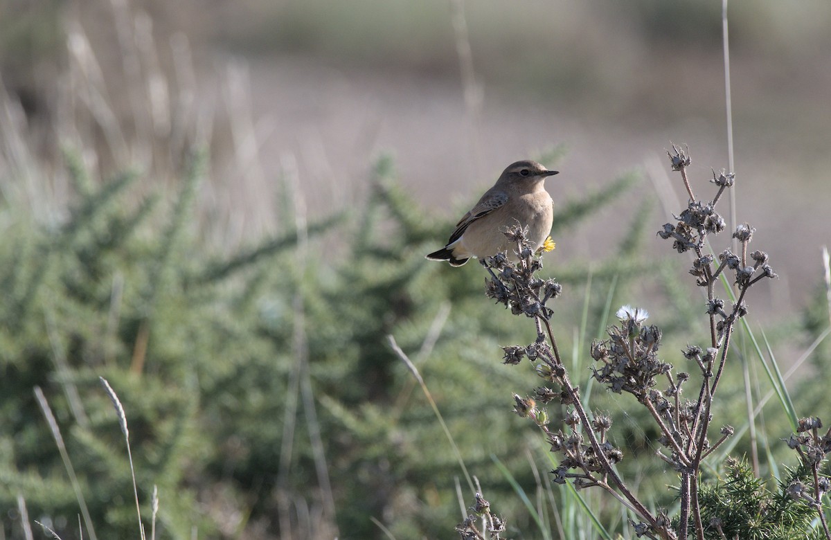 Whinchat - ML490869161