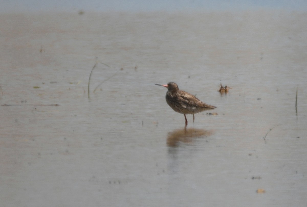 Common Redshank - ML490871561