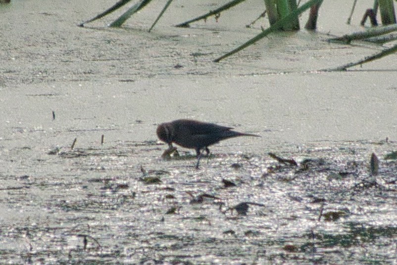 Rusty Blackbird - ML490872311