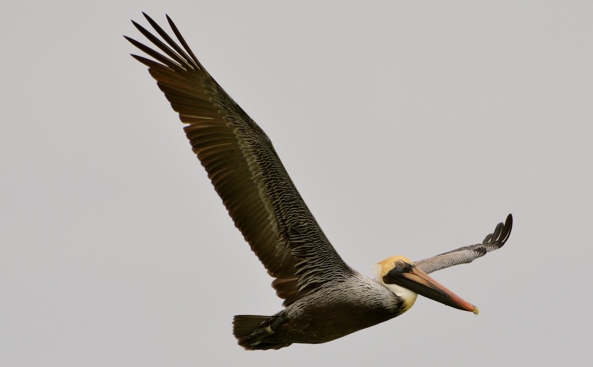 Brown Pelican - Suzanne Zuckerman