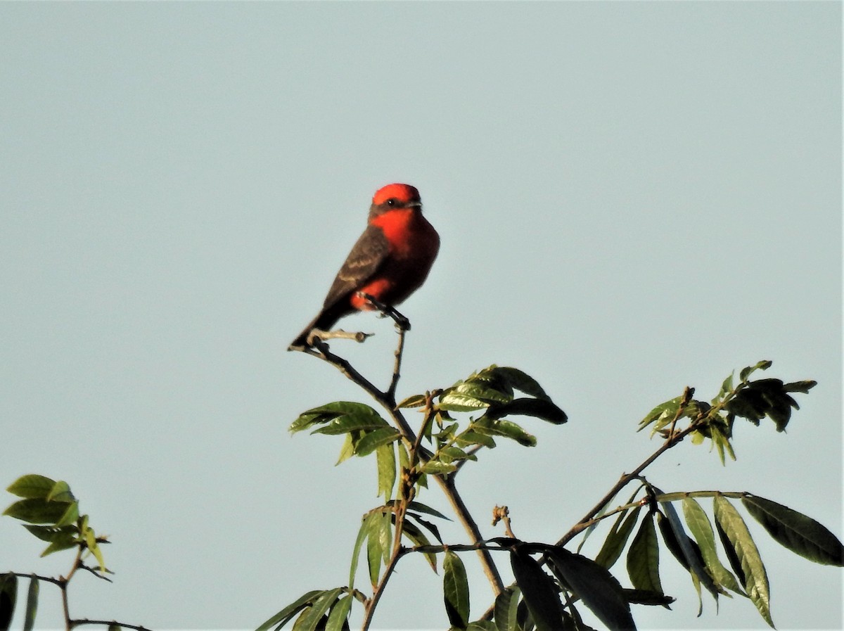 Vermilion Flycatcher - ML490873861