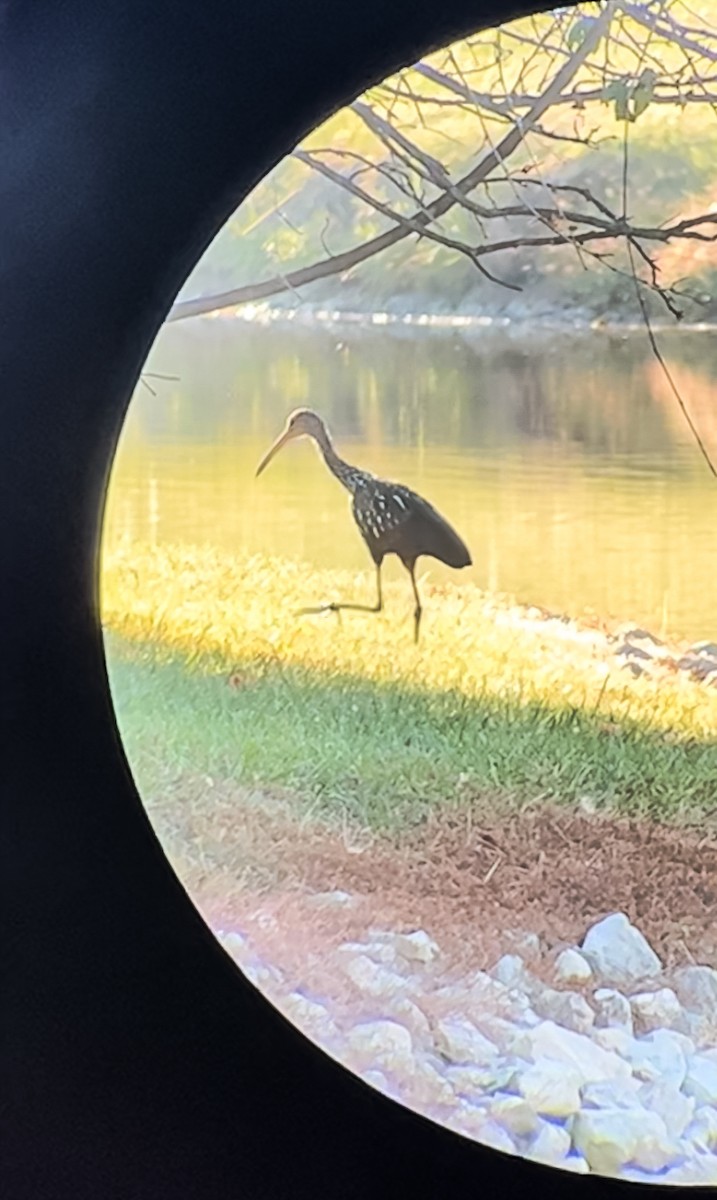 Limpkin (Speckled) - Kristi Mayo