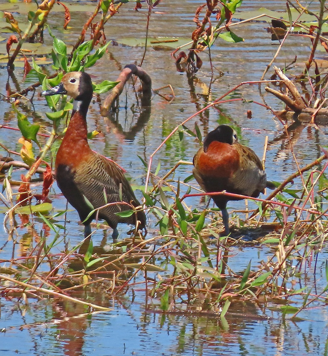 White-faced Whistling-Duck - Mark Amershek