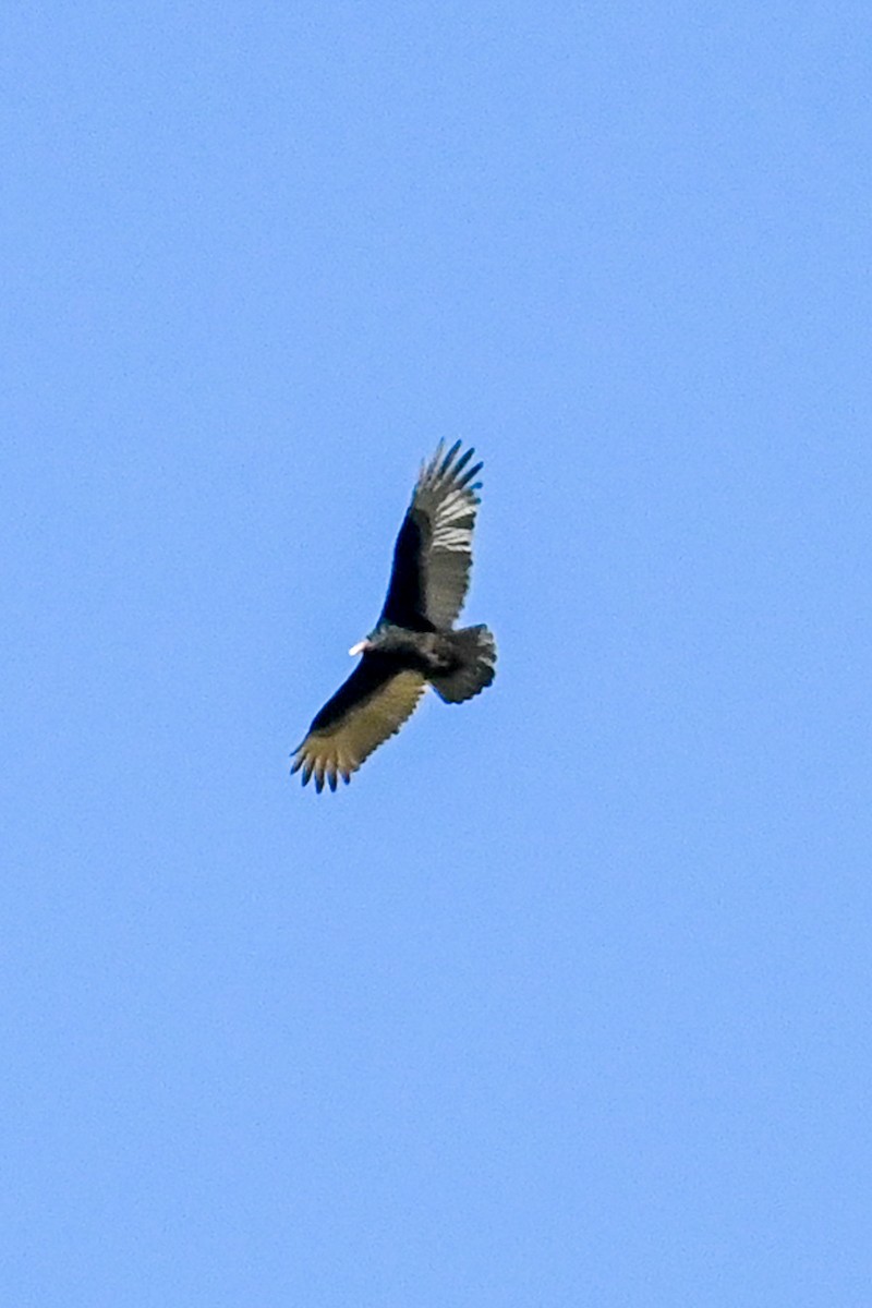 Turkey Vulture - ML490876961