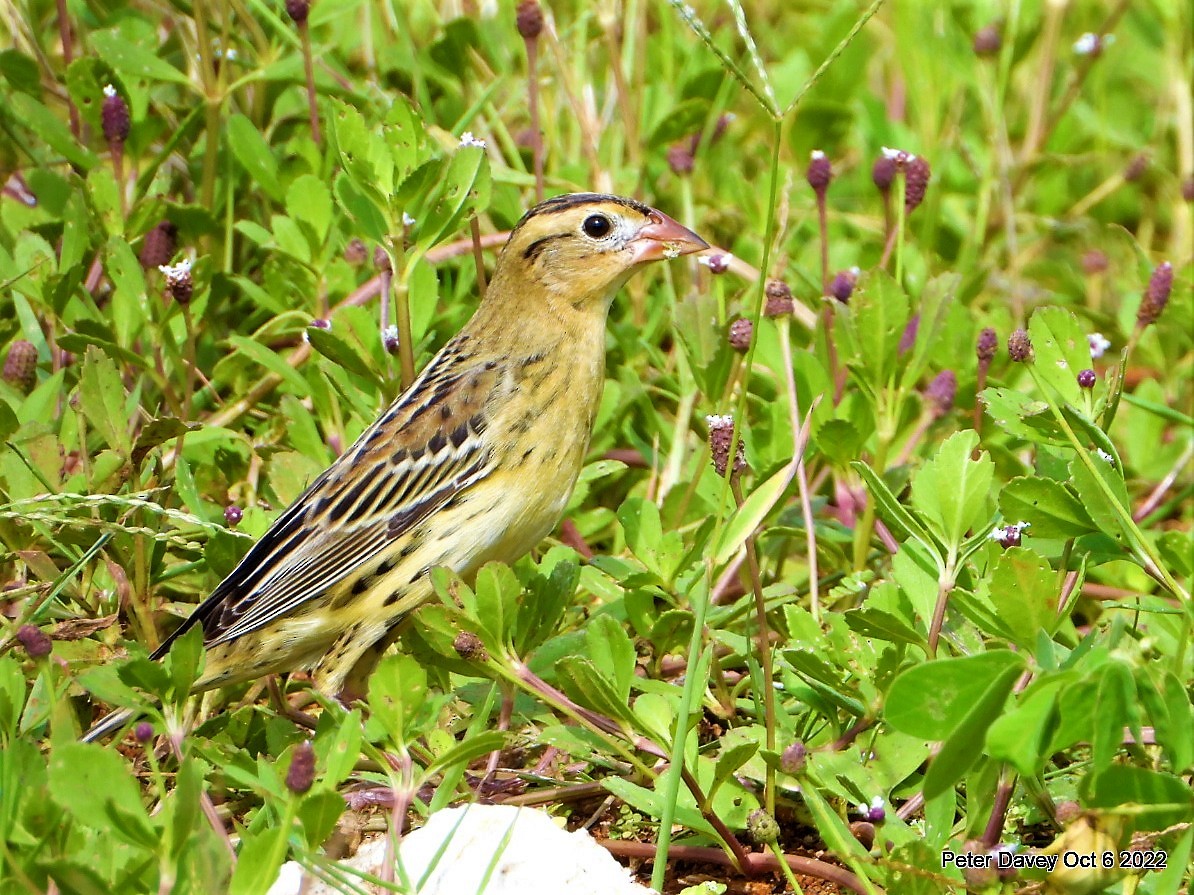 Bobolink - ML490881241