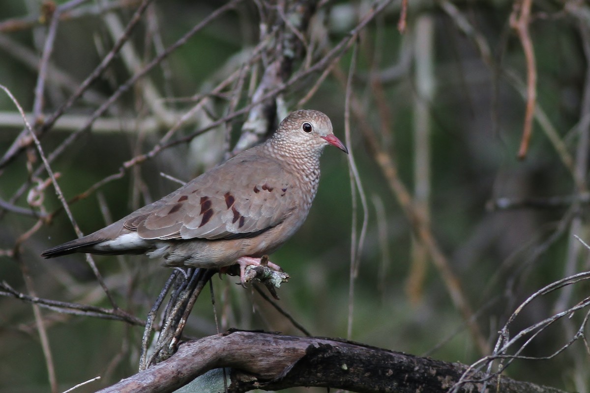 Common Ground Dove - ML49088181
