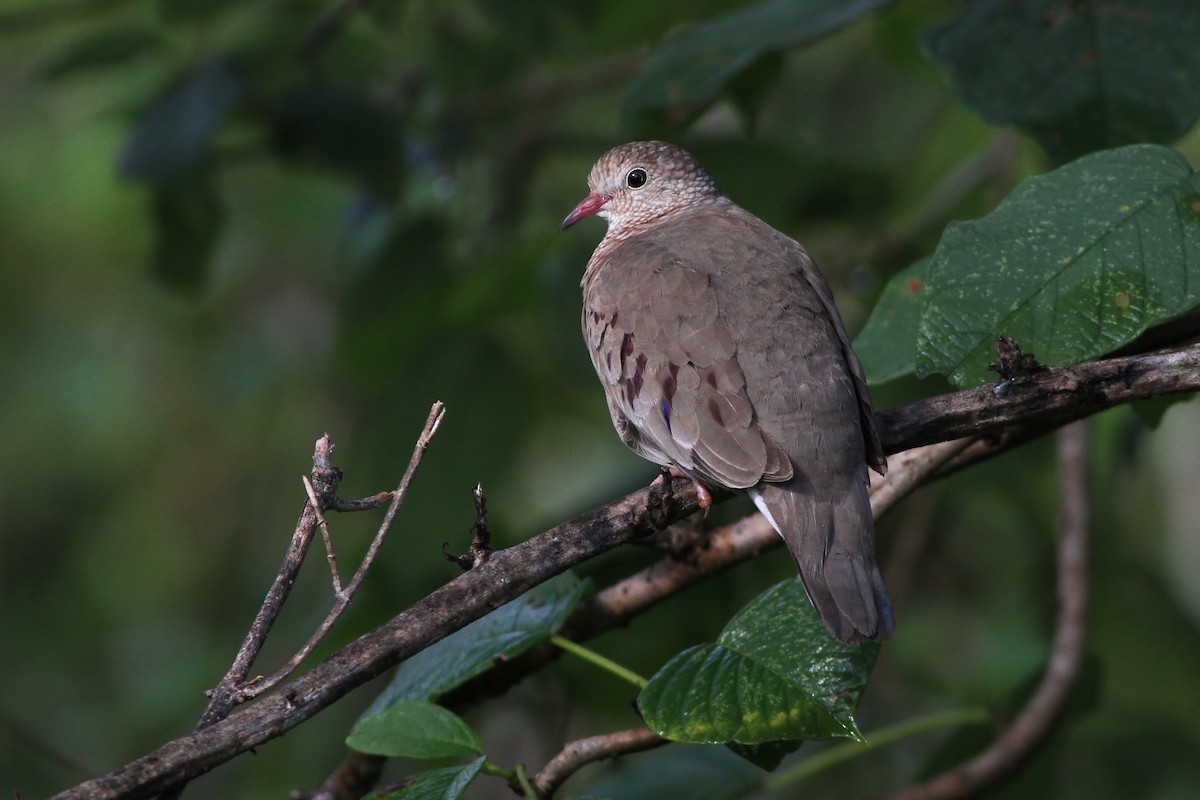 Common Ground Dove - Alex Lamoreaux