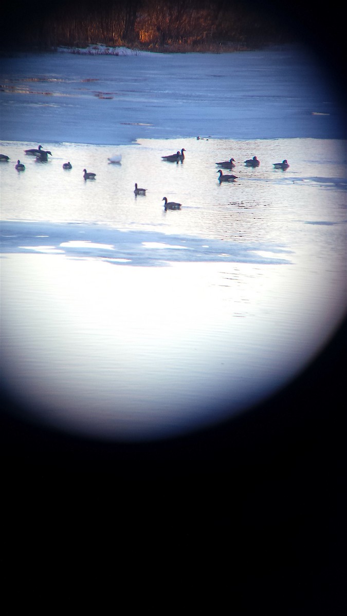 Snow Goose - ML49088281