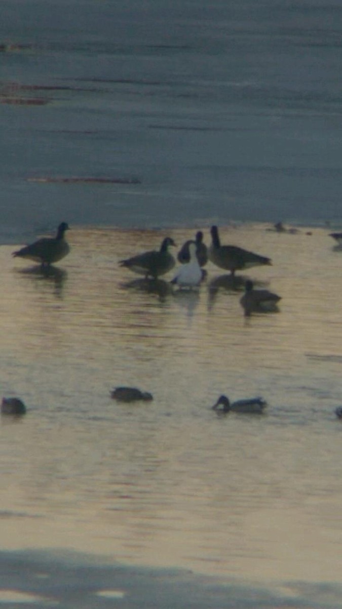 Snow Goose - ML49088291