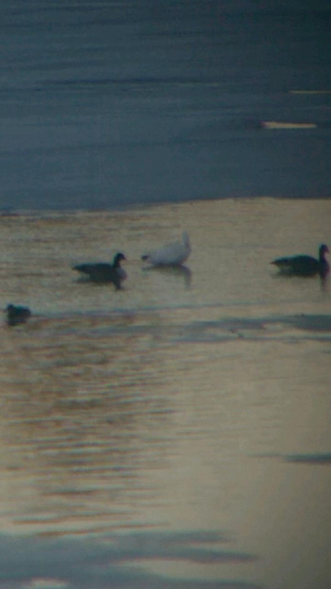 Snow Goose - ML49088301