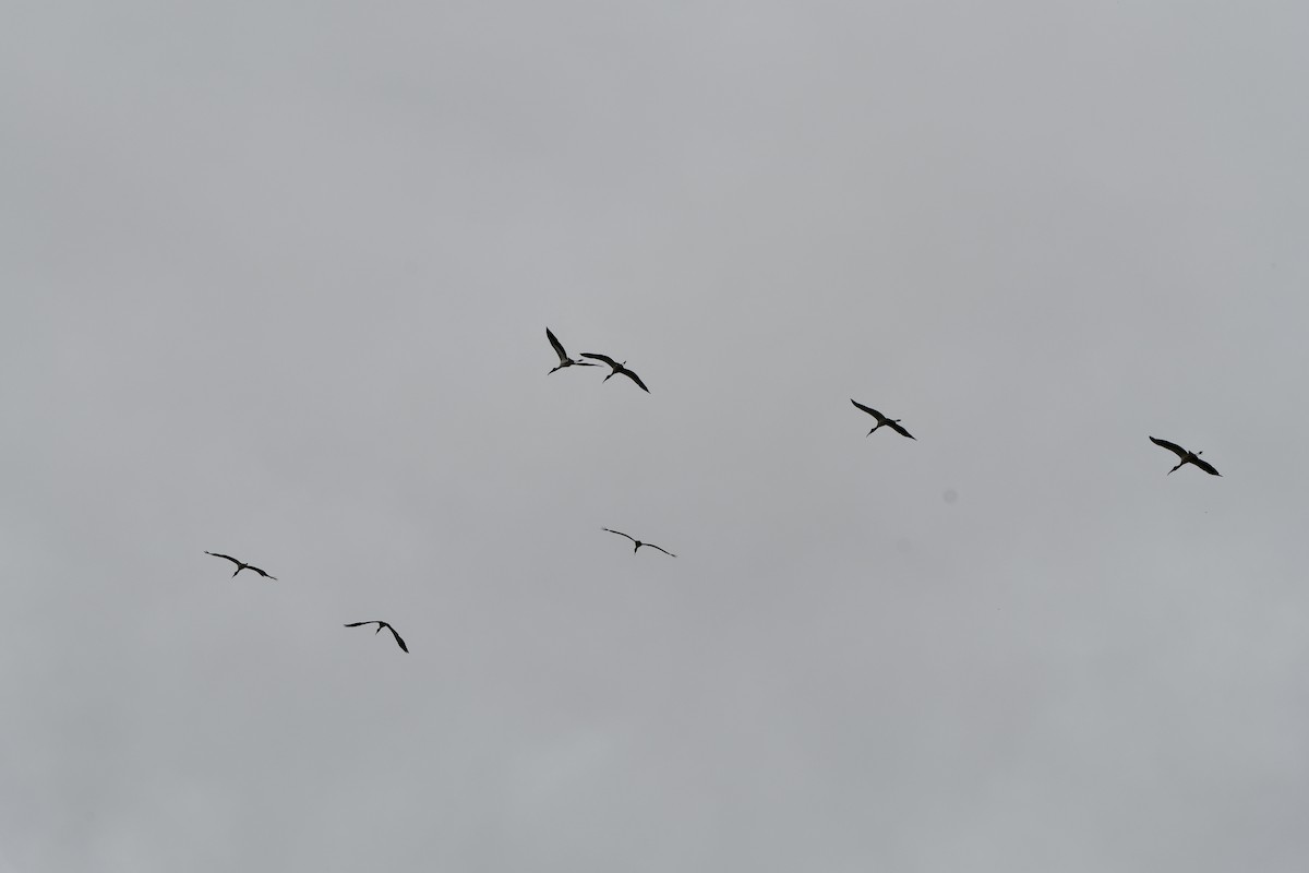 Wood Stork - ML490883081