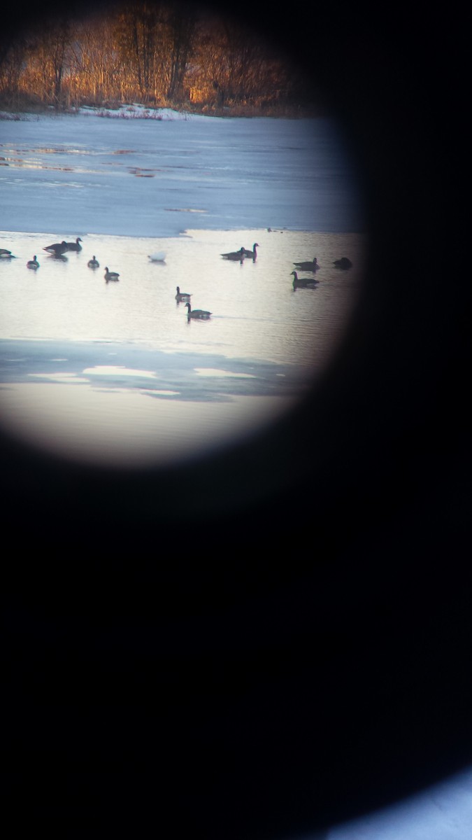 Snow Goose - ML49088311