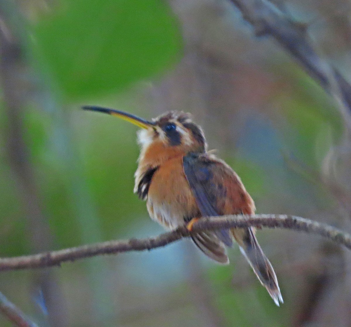 kolibřík malý - ML490884191