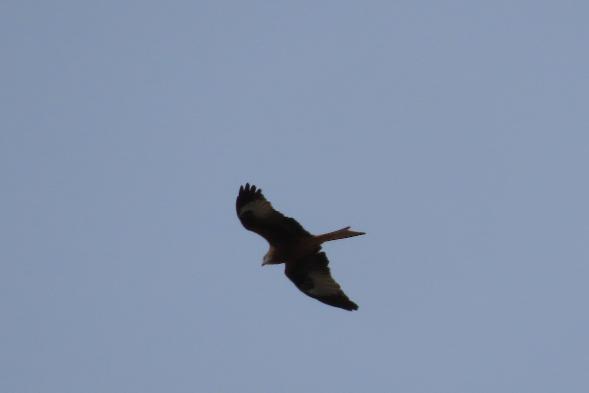 Red Kite - ML490885231