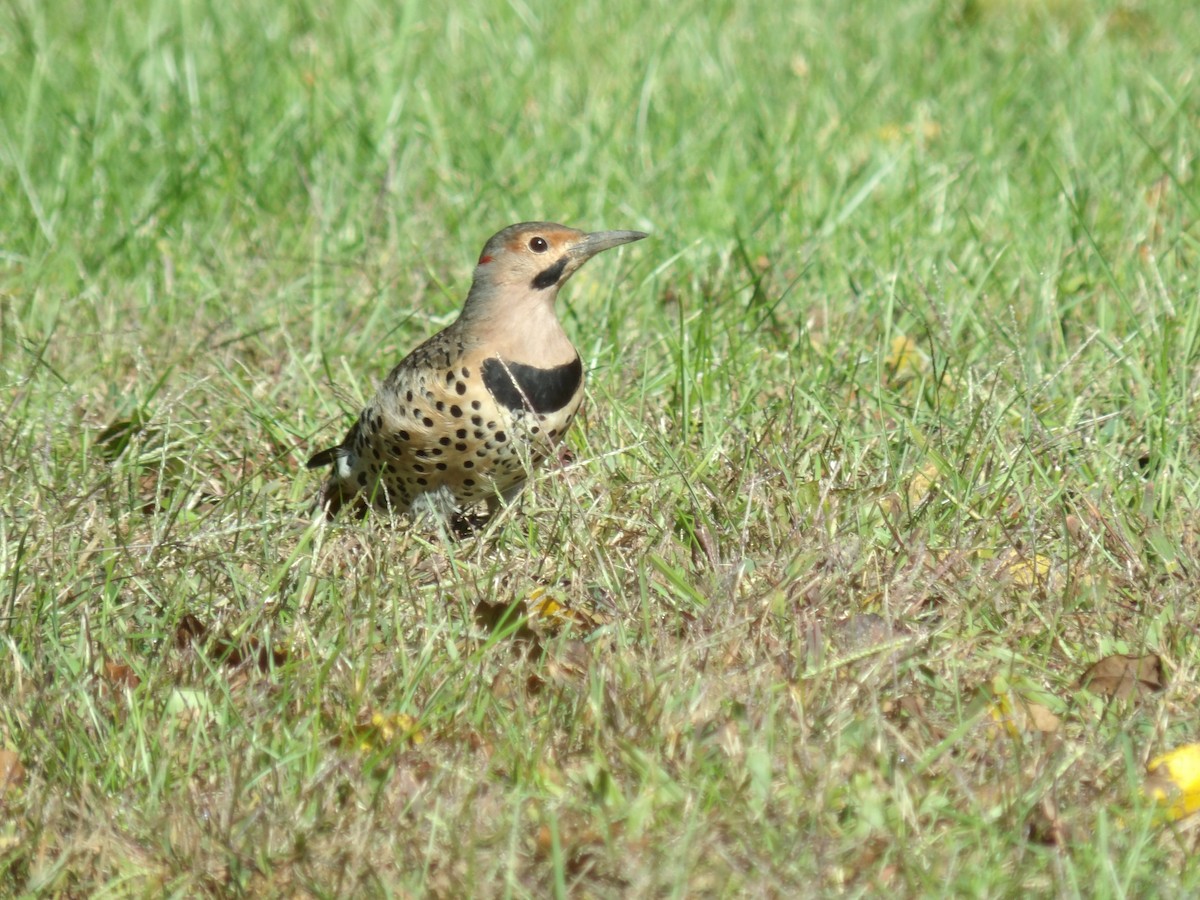 Northern Flicker - ML490885301