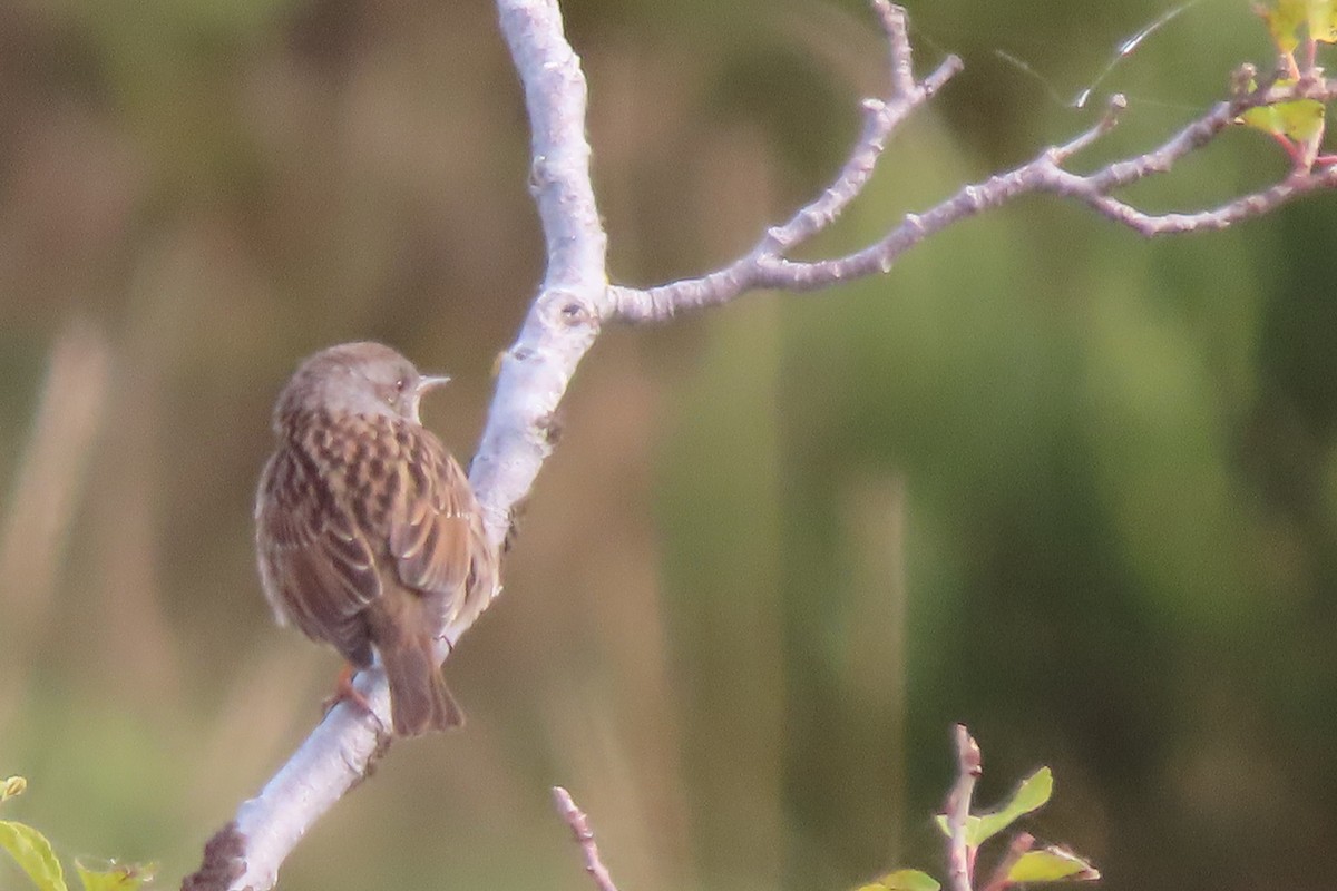 Dunnock - ML490885581