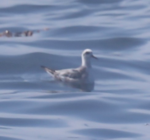 Phalarope à bec large - ML490886671