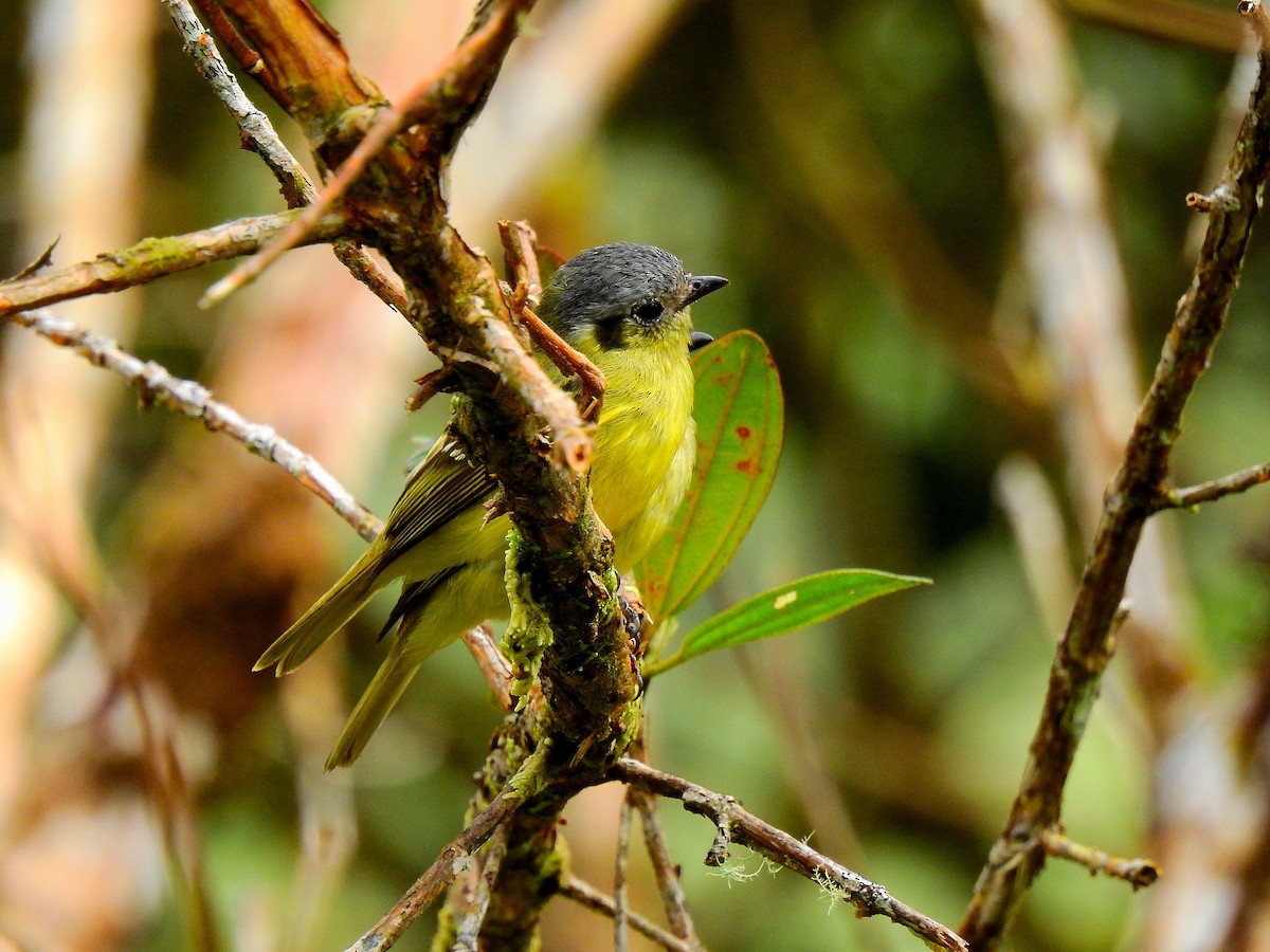 Ashy-headed Tyrannulet - ML490888441