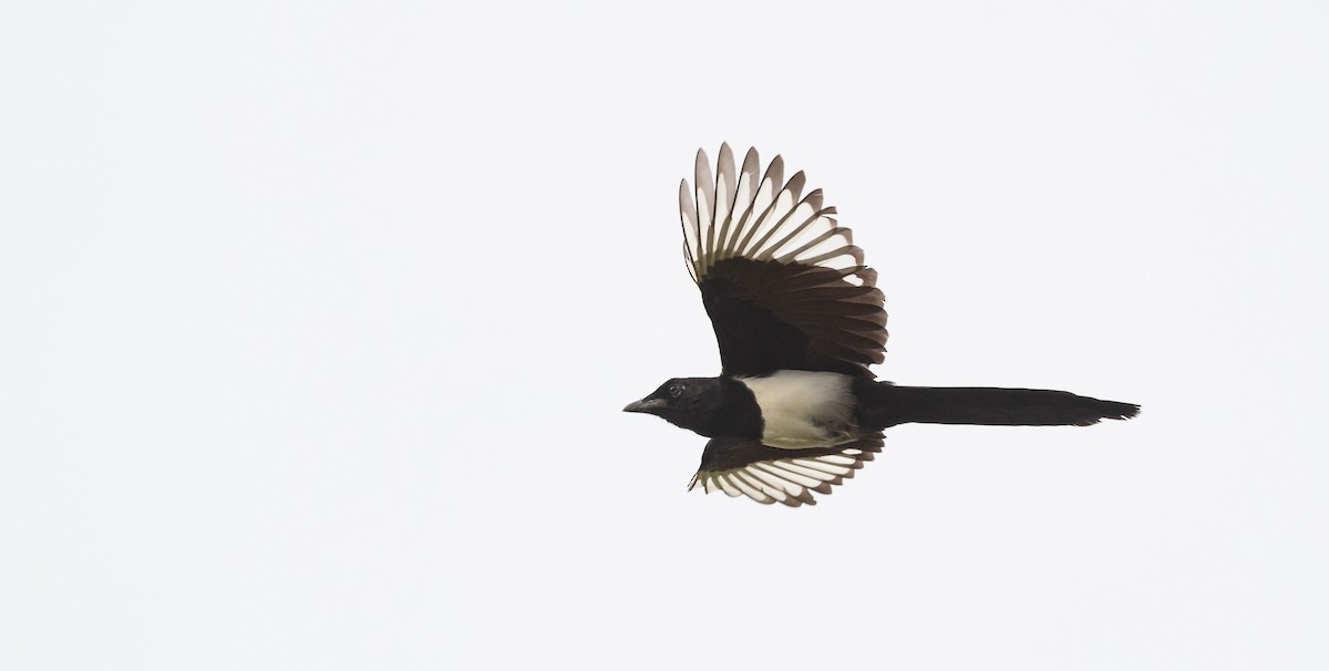 Eurasian Magpie (Eurasian) - ML490889871