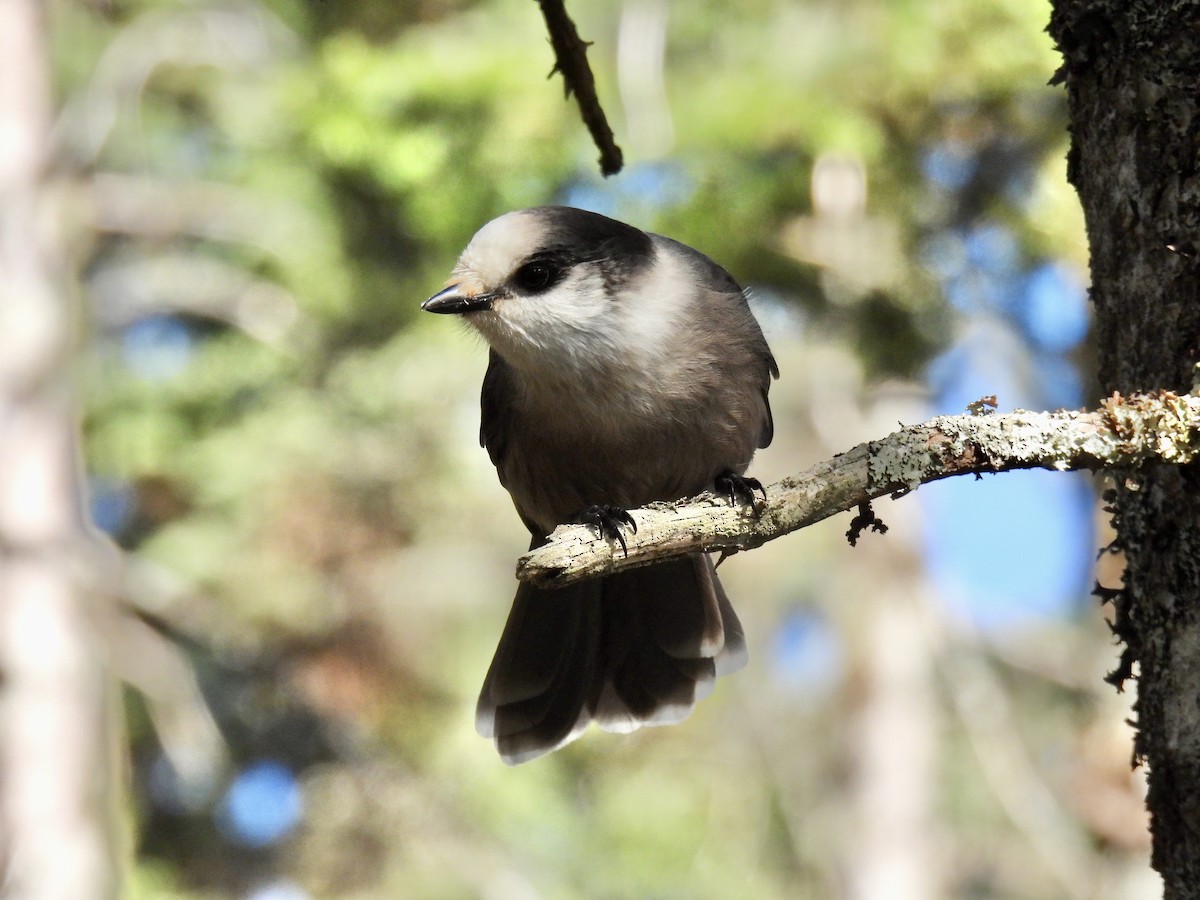Canada Jay - ML490890171