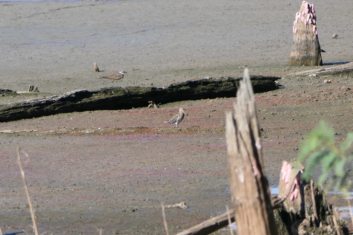 Wilson's Snipe - Mark Brazzil