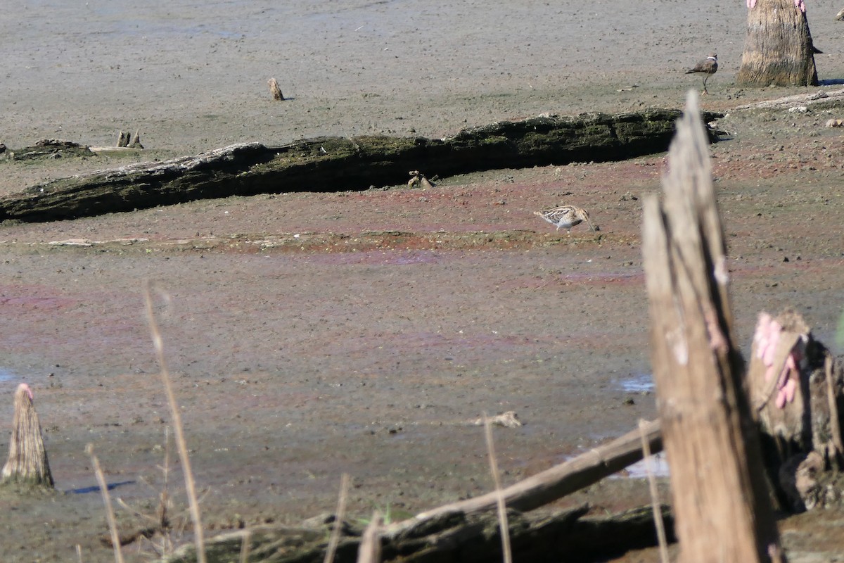 Wilson's Snipe - ML490890901