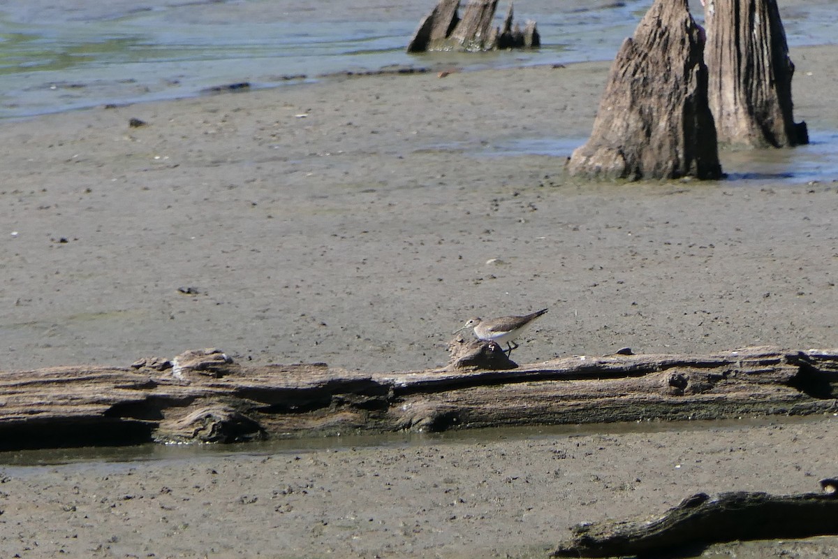 Solitary Sandpiper - ML490890951