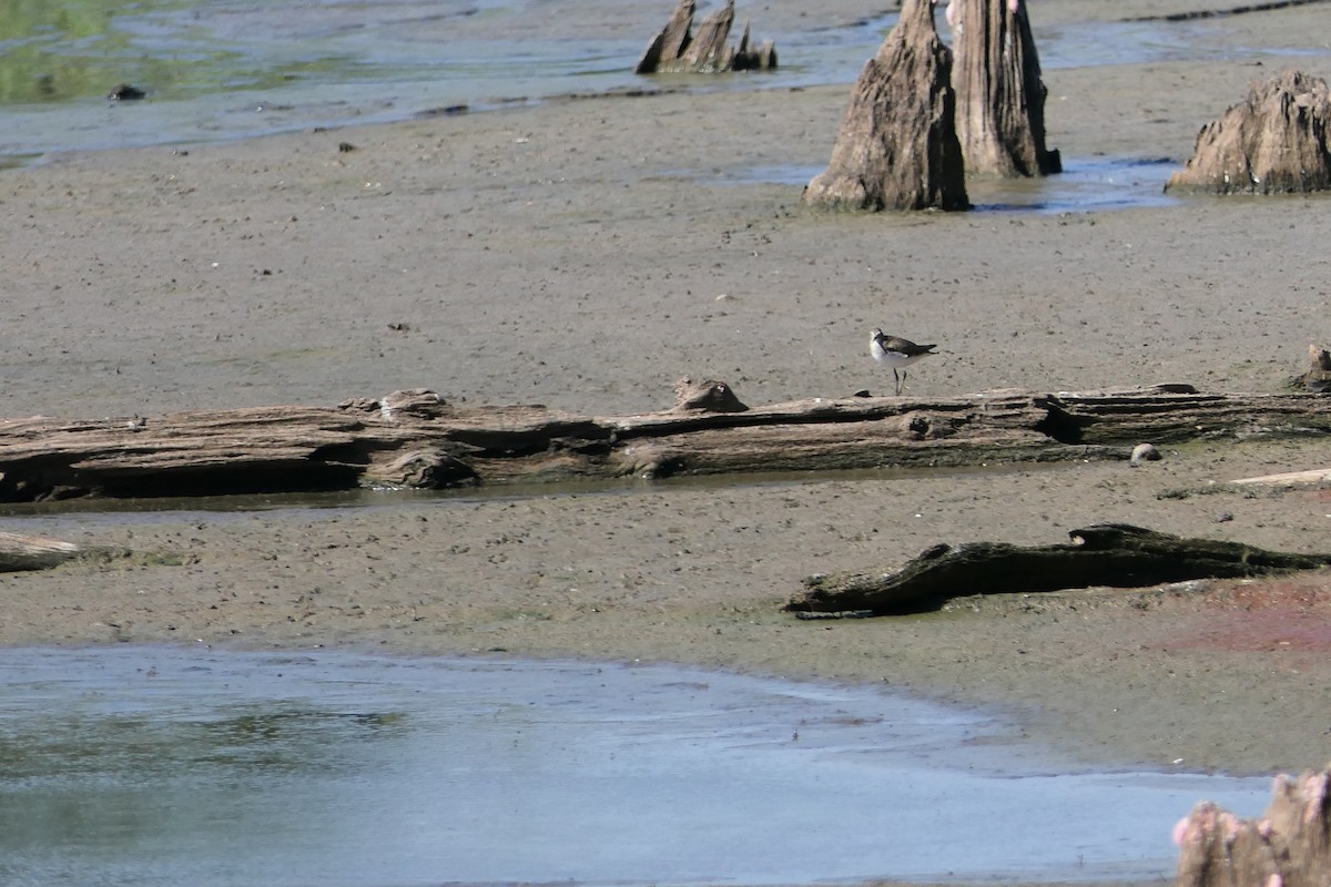 Solitary Sandpiper - ML490890961