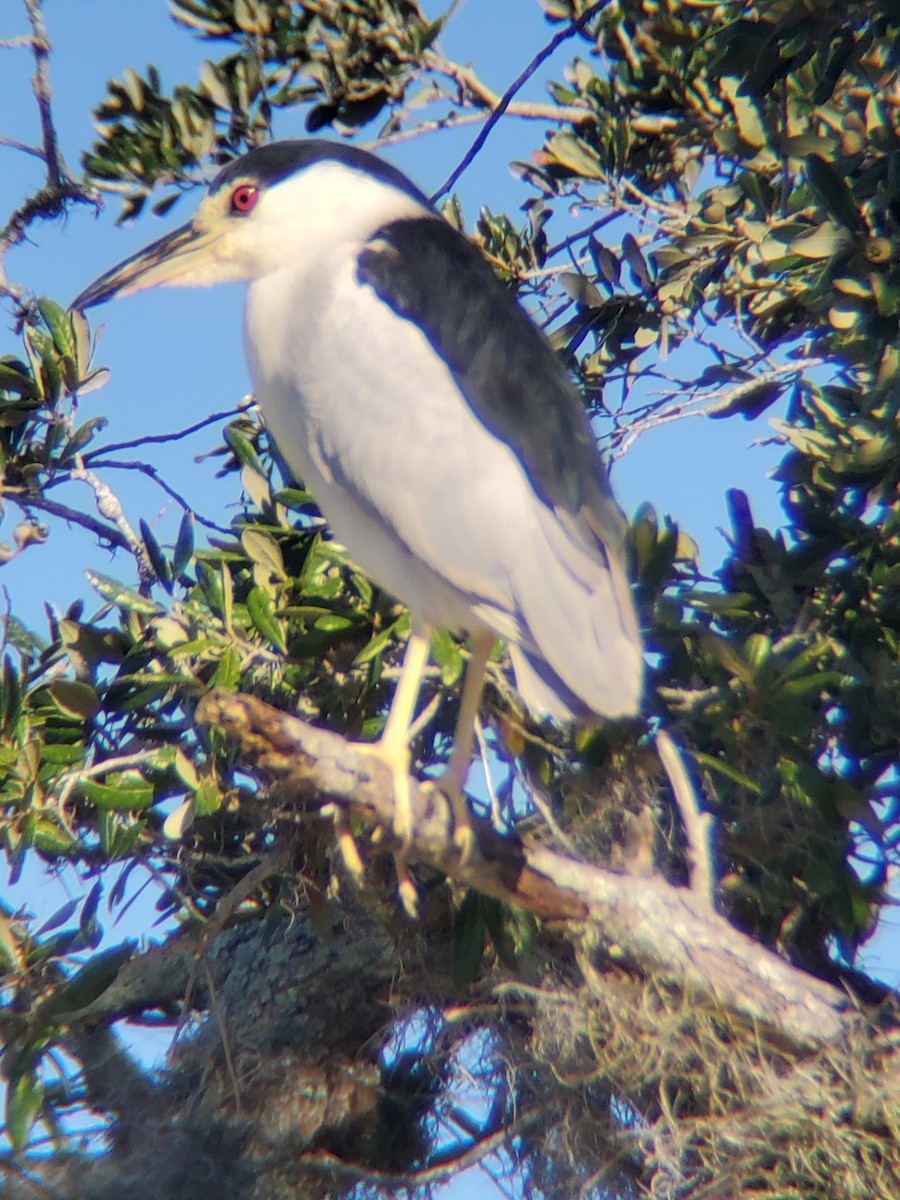 Black-crowned Night Heron - ML490891001