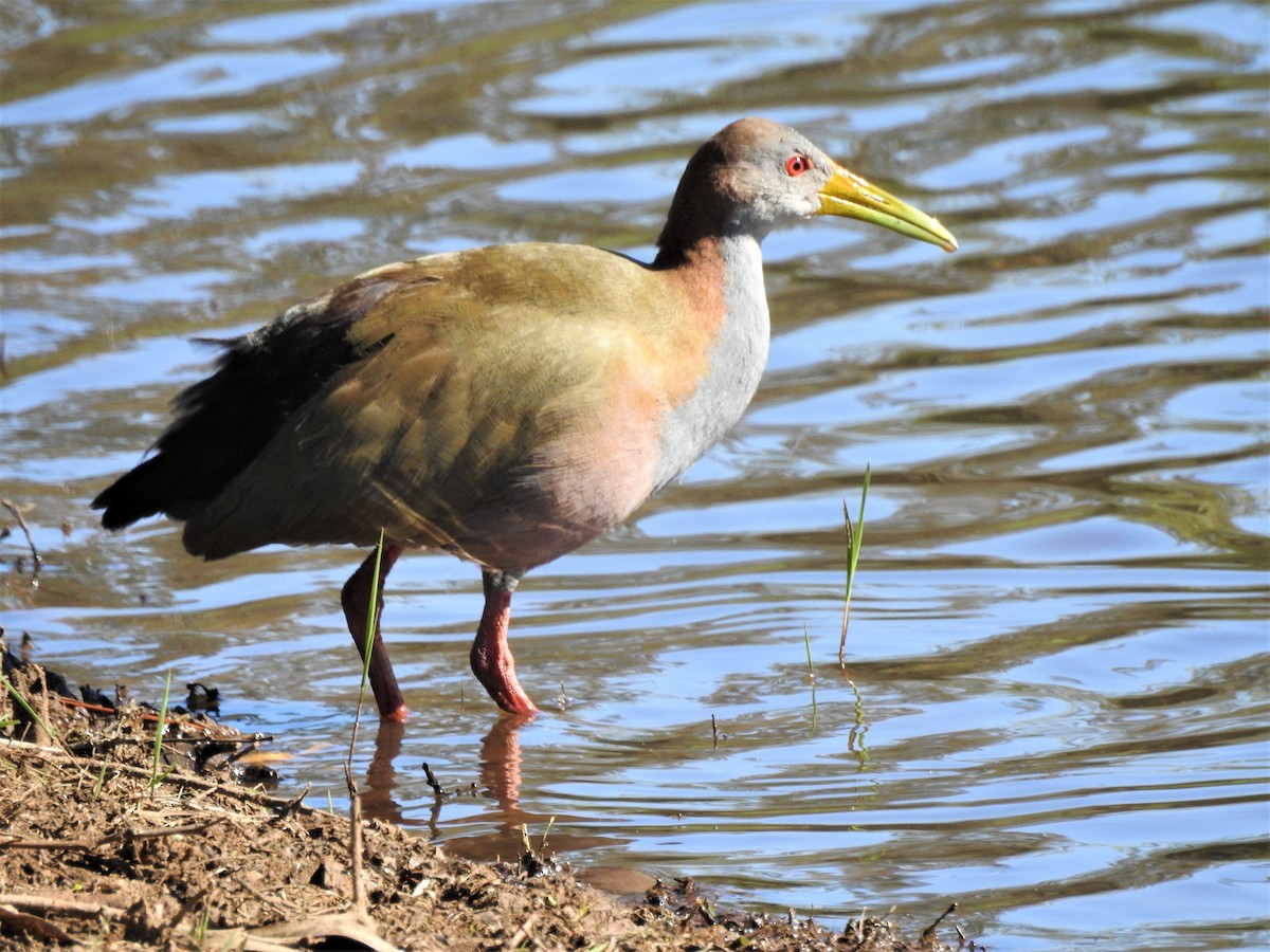 Giant Wood-Rail - ML490891051